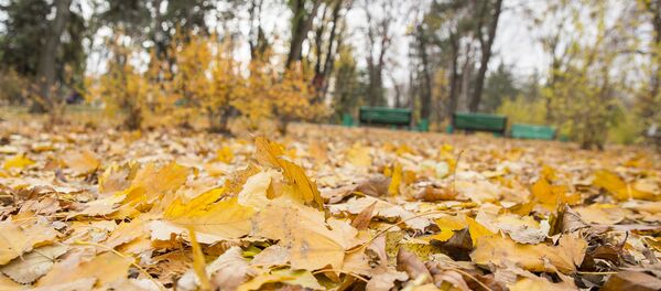 Осень  - Sputnik Moldova