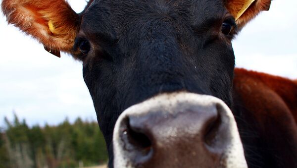 Корова на пастбище. Архивное фото - Sputnik Moldova