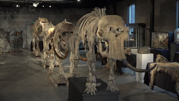 Скелеты “семьи” мамонтов, найденные в Сибири, уйдут с молотка - Sputnik Молдова