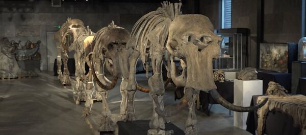 Скелеты “семьи” мамонтов, найденные в Сибири, уйдут с молотка - Sputnik Moldova