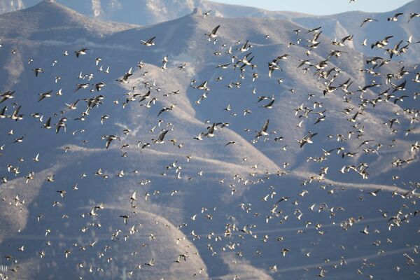 Птицы перелетают огромное Гуантинское озеро в Чжанцзякоу, провинция Хэбэй, Китай - Sputnik Молдова