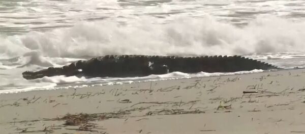 Крокодил длиной около 1,8 м был замечен на пляже во Флориде - Sputnik Moldova