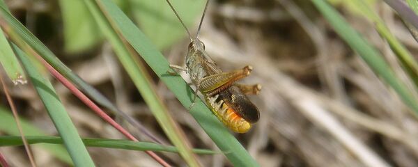 Greier - Sputnik Moldova-România