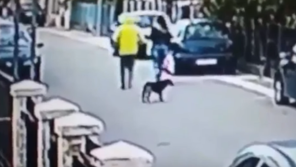 В Черногории уличный пес спас женщину от грабителя - Sputnik Moldova