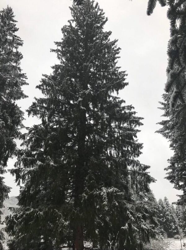 Brad, ёлка, елка - Sputnik Moldova