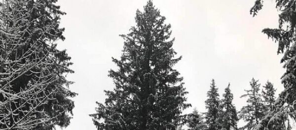 Brad, ёлка, елка - Sputnik Молдова