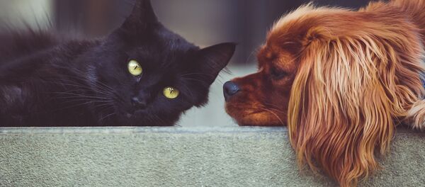 Câine și pisică - Sputnik Moldova-România