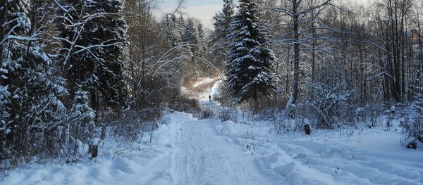 Dimineața în pădure din suburbia Moscovei Dimineața în pădure din suburbia Moscovei - Sputnik Молдова