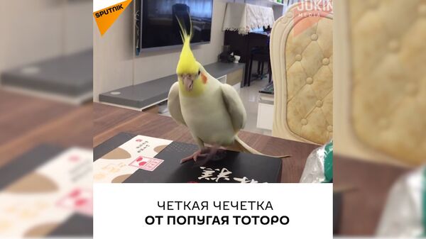 Четкая чечетка от попугая Тоторо - Sputnik Молдова