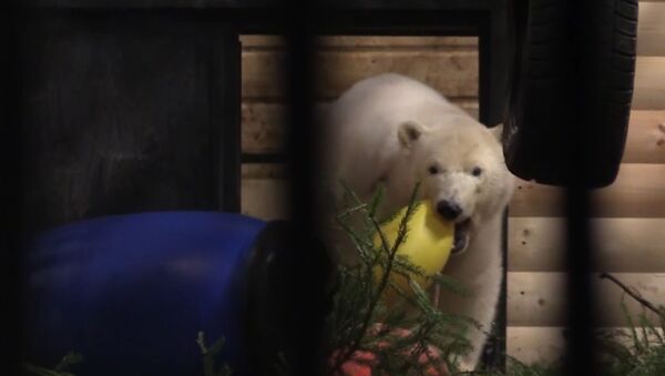 Белая медведица из Якутии осваивается в Ленинградском зоопарке - Sputnik Молдова