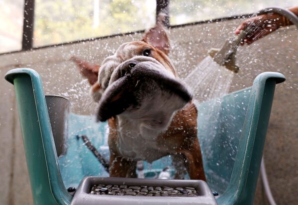 Английский бульдог Бобо принимает душ в гостинице для животных в Сингапуре - Sputnik Молдова