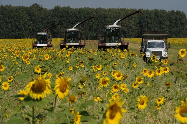 Recoltarea florii soarelui Recoltarea florii soarelui - Sputnik Moldova-România