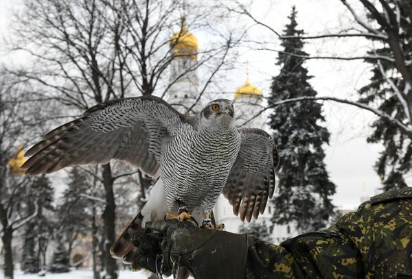 Птицы служат в охране Кремля - Sputnik Молдова
