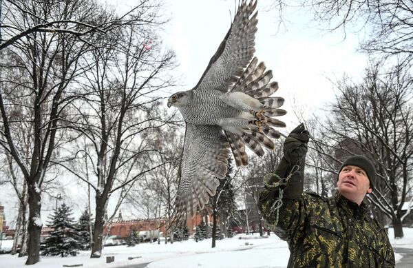 Птицы служат в охране Кремля - Sputnik Молдова