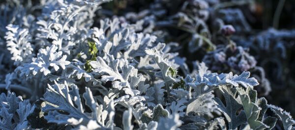 Заморозки - Sputnik Молдова