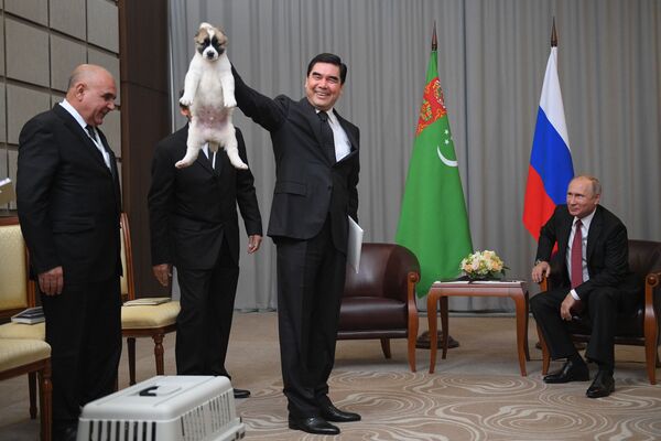 Президент Туркмении Гурбангулы Бердымухамедов подарил щенка алабая президенту РФ Владимиру Путину - Sputnik Молдова