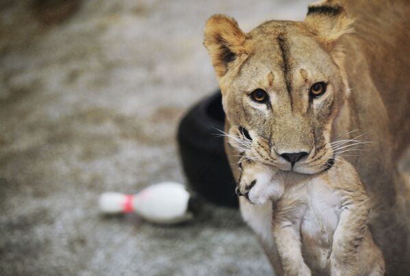Африканская львица Эмма с одним из трех львят, родившихся 30 сентября, в Екатеринбургском зоопарке - Sputnik Молдова