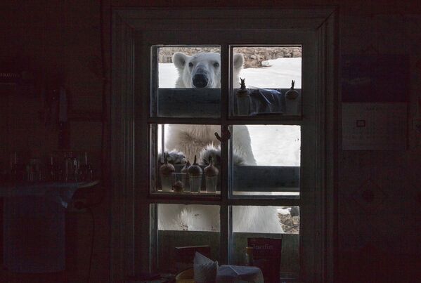 Белый медведь на территории полярной станции на берегу бухты Тихая на острове Гукера архипелага Земля Франца-Иосифа - Sputnik Молдова
