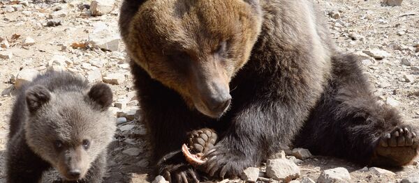 Urs - Sputnik Moldova