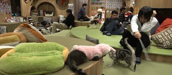 Кошачье кафе в Японии помогает снять стресс его посетителям - Sputnik Молдова