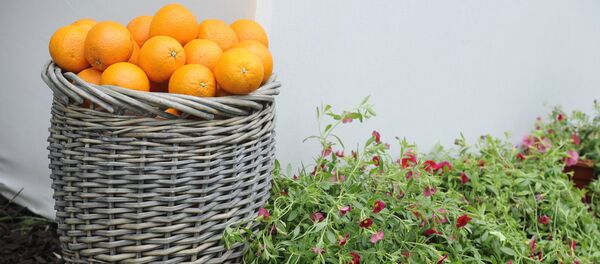 Oranges - Sputnik Moldova