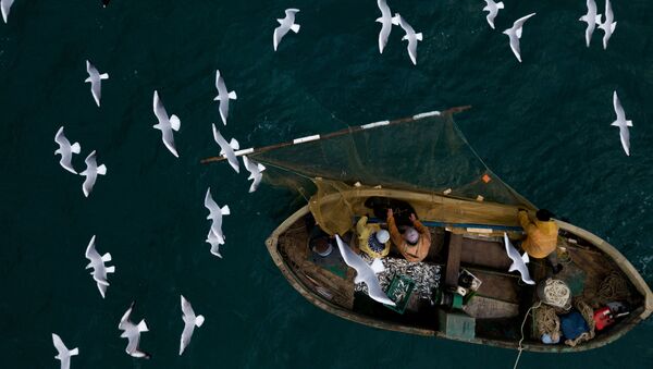 Рыбаки во время прибрежного лова черноморской рыбы в Севастополе - Sputnik Молдова