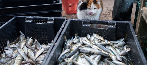Корзины с рыбой во время прибрежного лова черноморской рыбы в Севастополе Корзины с рыбой во время прибрежного лова черноморской рыбы в Севастополе - Sputnik Молдова