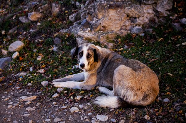 Собака  - Sputnik Молдова