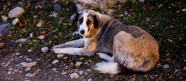 Собака - Sputnik Молдова