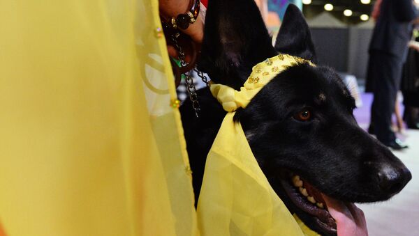 Выставка собак Золотой ошейник-2016 - Sputnik Молдова