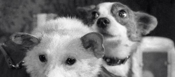 Четвероногие космонавты - собаки Белка и Стрелка после полета на космическом корабле-спутнике Четвероногие космонавты - собаки Белка и Стрелка после полета на космическом корабле-спутнике - Sputnik Молдова