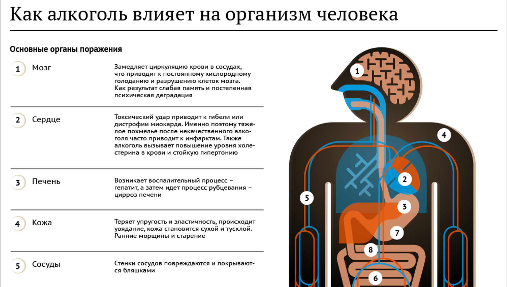 Виски орган человека. Как алкоголь влияет на организм. Как влияет алкоголь на органи.