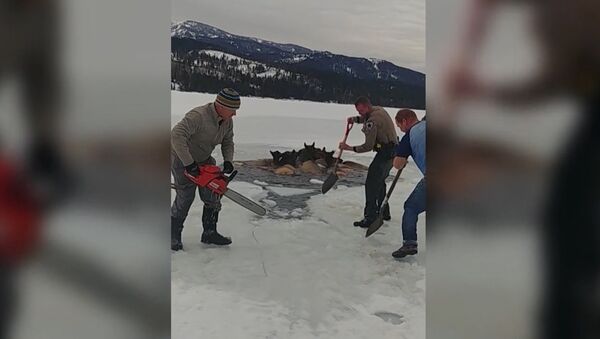 В США спасли лосей, провалившихся под лед - Sputnik Молдова