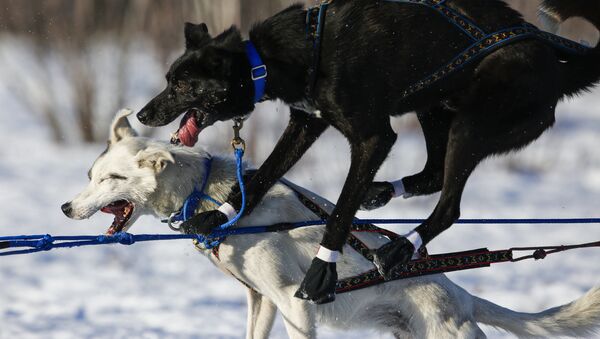 Собаки на гонках собачьих упряжек на Аляске - Sputnik Молдова