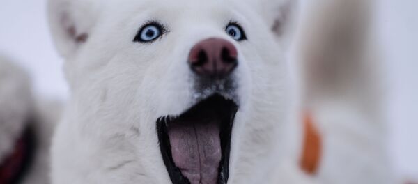 Собака участника на международной гонке на собачьих упряжках По земле Сампо Собака участника на международной гонке на собачьих упряжках По земле Сампо - Sputnik Moldova-România