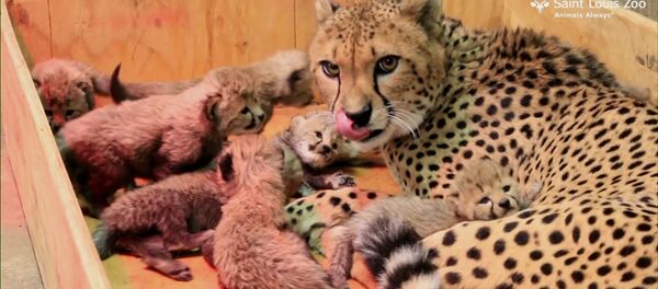 Восемь детенышей родились у самки гепарда в зоопарке Сент-Луиса - Sputnik Молдова