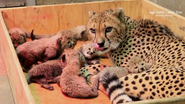 Восемь детенышей родились у самки гепарда в зоопарке Сент-Луиса - Sputnik Молдова