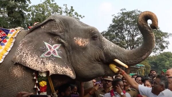 В Индии слонам устроили спа процедуры - Sputnik Молдова