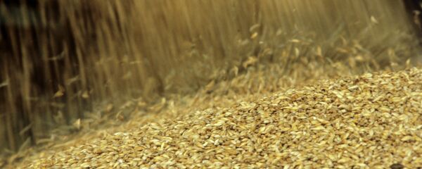 Урожай зерна - Sputnik Moldova-România