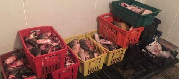 Pește păstrat în condiții insalubre Pește păstrat în condiții insalubre - Sputnik Moldova