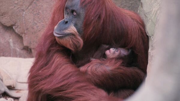 Орангутана Эмму с детенышем впервые показали публике в Честерском зоопарке - Sputnik Молдова