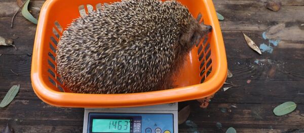 Реабилитация толстых ежиков в Тель-Авиве Реабилитация толстых ежиков в Тель-Авиве - Sputnik Молдова