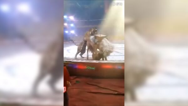 В китайском цирке тигр и лев напали на лошадь на глазах у зрителей - Sputnik Молдова