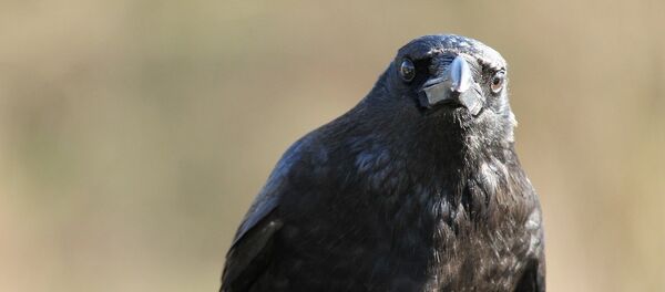 Rabe - Sputnik Молдова