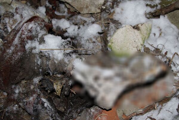 Cadavru - Sputnik Moldova