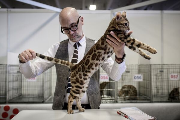 Оценка параметров бенгальской кошки во время Парижской выставки животных - Sputnik Молдова