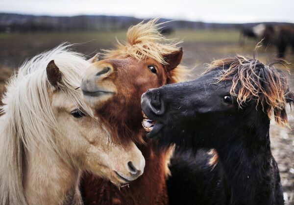 Исландские лошади пасутся в своем загоне в Верхайме, Германия - Sputnik Молдова