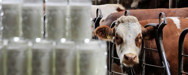 молоко - Sputnik Молдова