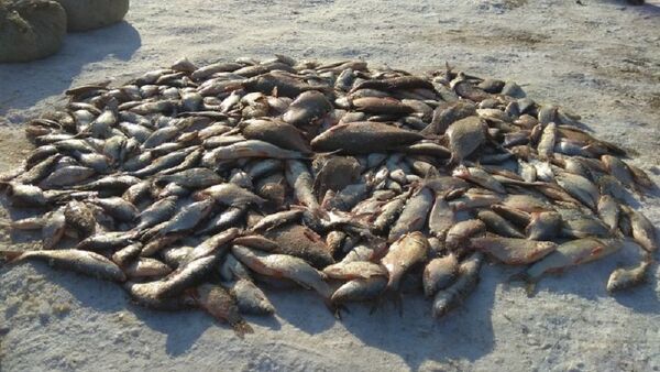 63 de kg de pește braconate pe lacul Beleu - Sputnik Moldova