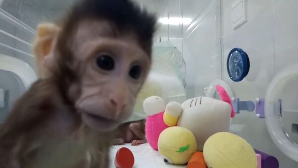 Китайские ученые показали первых в мире клонированных приматов - Sputnik Молдова